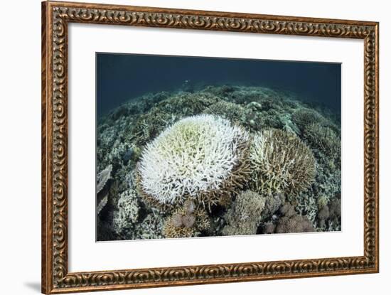 Coral Colonies are Beginning to Bleach on a Reef in Indonesia-Stocktrek Images-Framed Photographic Print