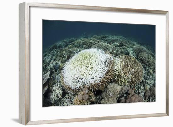 Coral Colonies are Beginning to Bleach on a Reef in Indonesia-Stocktrek Images-Framed Photographic Print