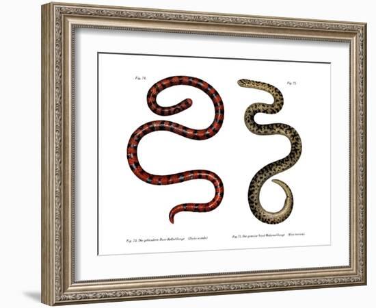 Coral Cylinder Snake-null-Framed Giclee Print