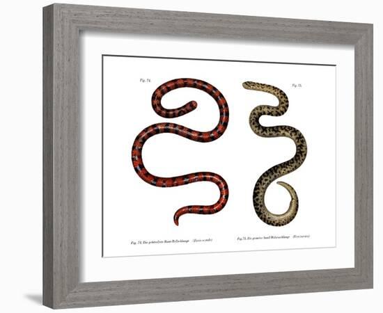 Coral Cylinder Snake-null-Framed Giclee Print