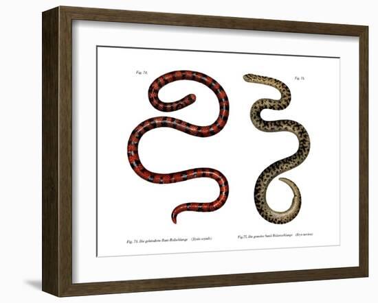 Coral Cylinder Snake-null-Framed Giclee Print