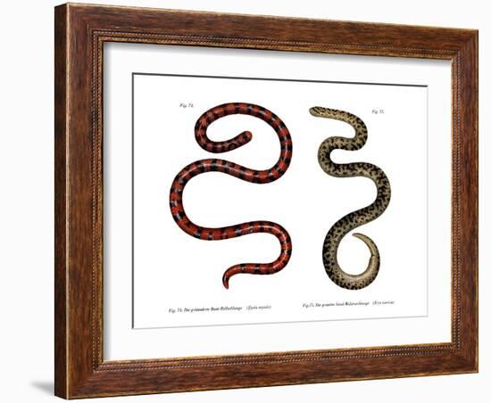 Coral Cylinder Snake-null-Framed Giclee Print