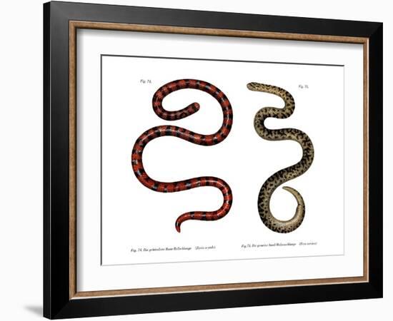 Coral Cylinder Snake-null-Framed Giclee Print