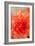 Coral Dahlia-Karyn Millet-Framed Photo