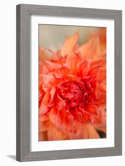 Coral Dahlia-Karyn Millet-Framed Photo