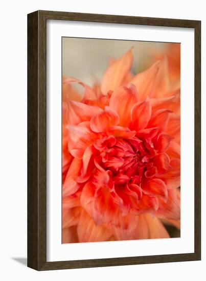 Coral Dahlia-Karyn Millet-Framed Photo