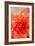 Coral Dahlia-Karyn Millet-Framed Photo