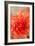 Coral Dahlia-Karyn Millet-Framed Photo