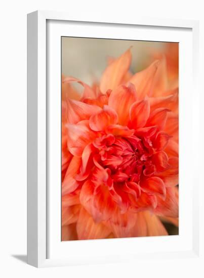 Coral Dahlia-Karyn Millet-Framed Photo