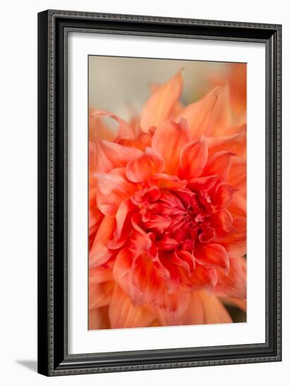 Coral Dahlia-Karyn Millet-Framed Photo