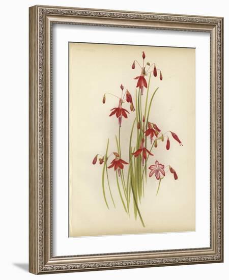 Coral Drops-null-Framed Giclee Print