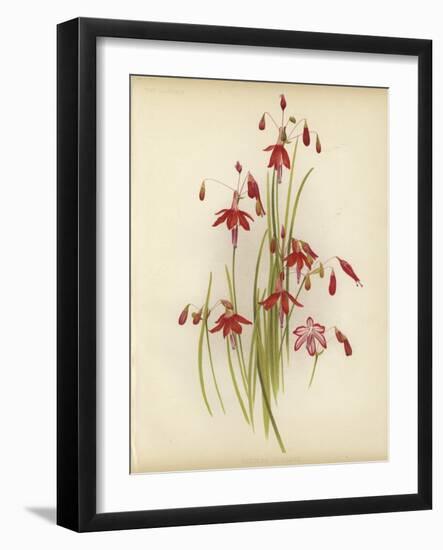 Coral Drops-null-Framed Giclee Print