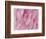 Coral Essence II-Eva Bane-Framed Photographic Print