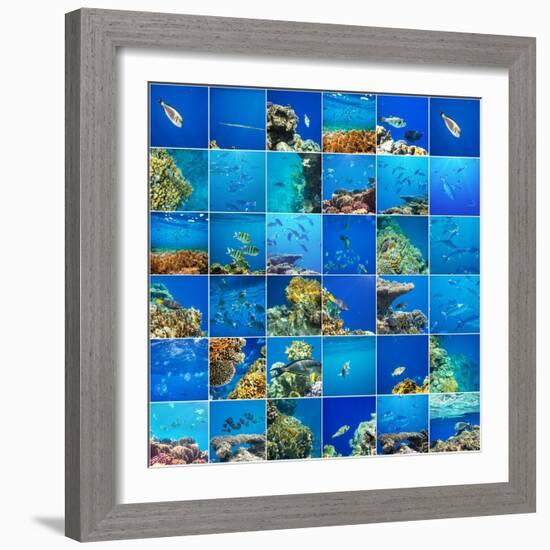 Coral Fish in  Red Sea,Egypt-Andrushko Galyna-Framed Photographic Print