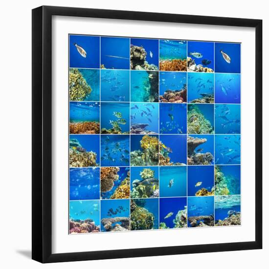 Coral Fish in  Red Sea,Egypt-Andrushko Galyna-Framed Photographic Print