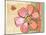 Coral Flower-Robbin Rawlings-Mounted Art Print