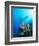 Coral Formations and Underwater Diver, Cozumel Island, Caribbean Sea, Mexico-Gavin Hellier-Framed Photographic Print