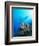 Coral Formations and Underwater Diver, Cozumel Island, Caribbean Sea, Mexico-Gavin Hellier-Framed Photographic Print