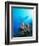 Coral Formations and Underwater Diver, Cozumel Island, Caribbean Sea, Mexico-Gavin Hellier-Framed Photographic Print