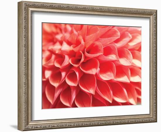 Coral Funnel Dahlia-Dana Styber-Framed Photographic Print