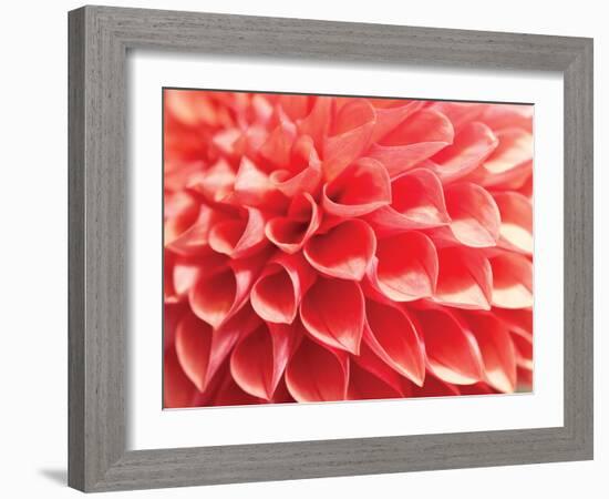 Coral Funnel Dahlia-Dana Styber-Framed Photographic Print