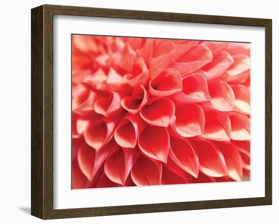 Coral Funnel Dahlia-Dana Styber-Framed Photographic Print