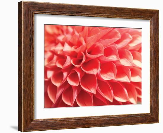 Coral Funnel Dahlia-Dana Styber-Framed Photographic Print