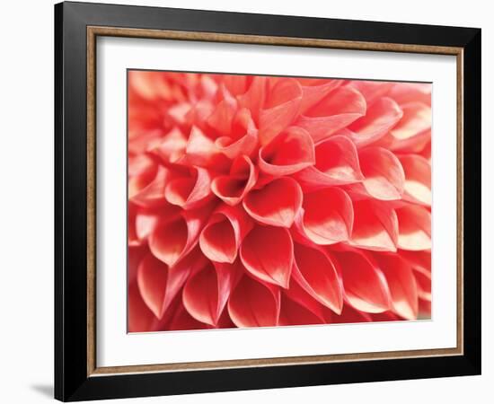 Coral Funnel Dahlia-Dana Styber-Framed Photographic Print