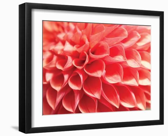 Coral Funnel Dahlia-Dana Styber-Framed Photographic Print