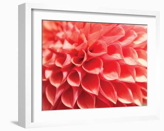 Coral Funnel Dahlia-Dana Styber-Framed Photographic Print