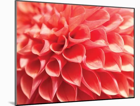 Coral Funnel Dahlia-Dana Styber-Mounted Photographic Print