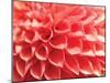 Coral Funnel Dahlia-Dana Styber-Mounted Photographic Print