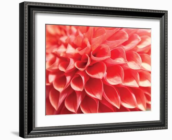 Coral Funnel Dahlia-Dana Styber-Framed Photographic Print