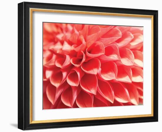 Coral Funnel Dahlia-Dana Styber-Framed Photographic Print