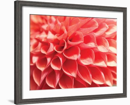 Coral Funnel Dahlia-Dana Styber-Framed Photographic Print