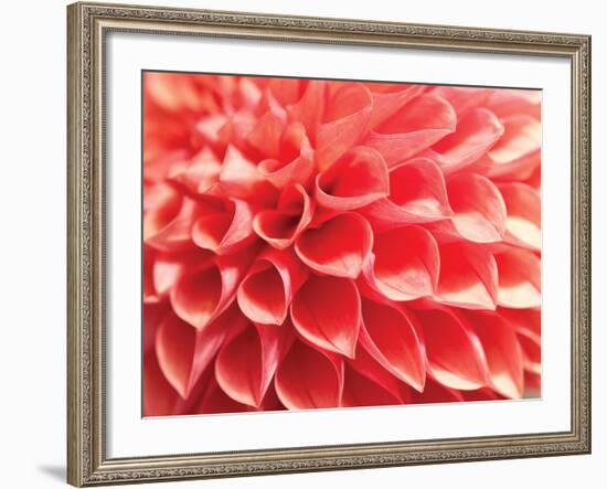 Coral Funnel Dahlia-Dana Styber-Framed Photographic Print