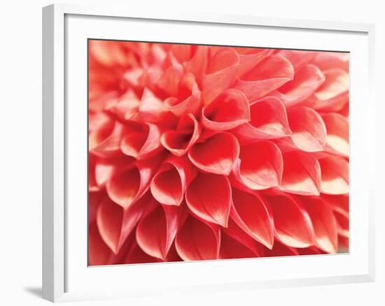 Coral Funnel Dahlia-Dana Styber-Framed Photographic Print