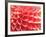 Coral Funnel Dahlia-Dana Styber-Framed Photographic Print