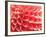 Coral Funnel Dahlia-Dana Styber-Framed Photographic Print