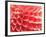 Coral Funnel Dahlia-Dana Styber-Framed Photographic Print