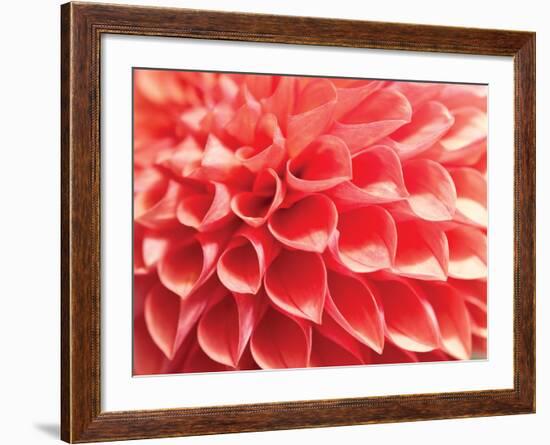 Coral Funnel Dahlia-Dana Styber-Framed Photographic Print