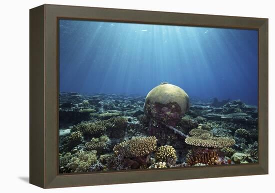 Coral Garden-Alexander Semenov-Framed Premier Image Canvas