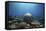 Coral Garden-Alexander Semenov-Framed Premier Image Canvas