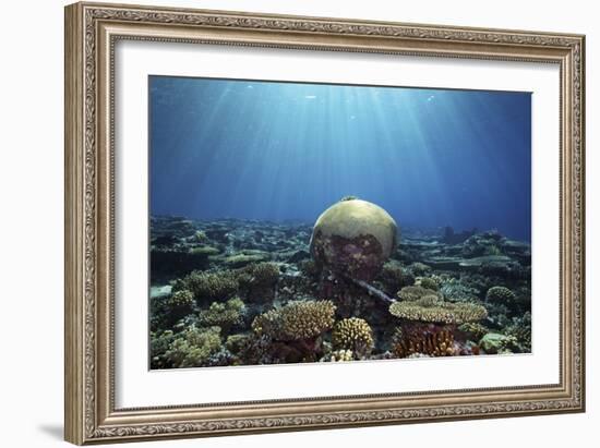 Coral Garden-Alexander Semenov-Framed Photographic Print