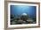 Coral Garden-Alexander Semenov-Framed Photographic Print