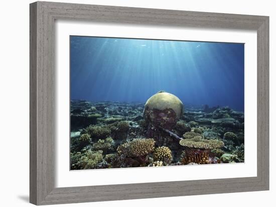 Coral Garden-Alexander Semenov-Framed Photographic Print