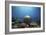 Coral Garden-Alexander Semenov-Framed Photographic Print