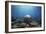 Coral Garden-Alexander Semenov-Framed Photographic Print