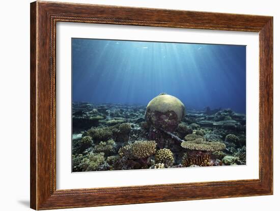 Coral Garden-Alexander Semenov-Framed Photographic Print