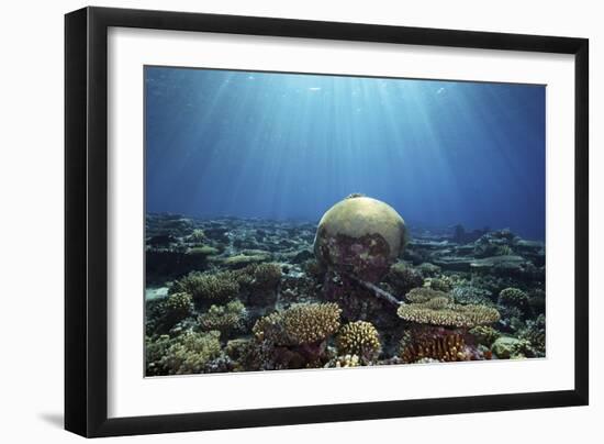 Coral Garden-Alexander Semenov-Framed Photographic Print